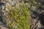 Orangegrass <BR>Pineweed